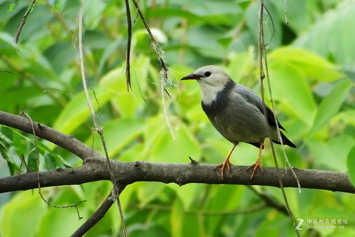丝光椋鸟  -----   2