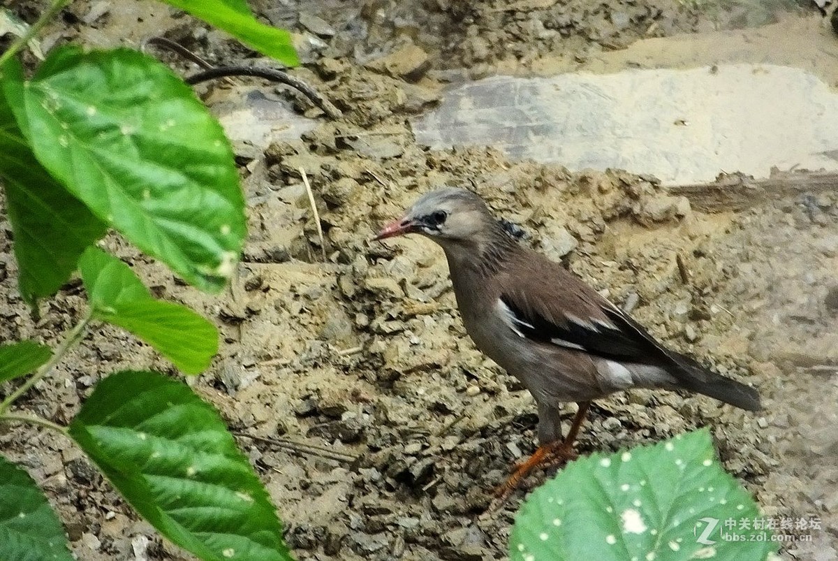 丝光椋鸟  -----   2