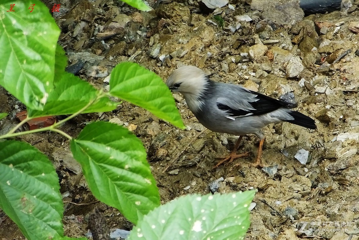 丝光椋鸟  -----   2