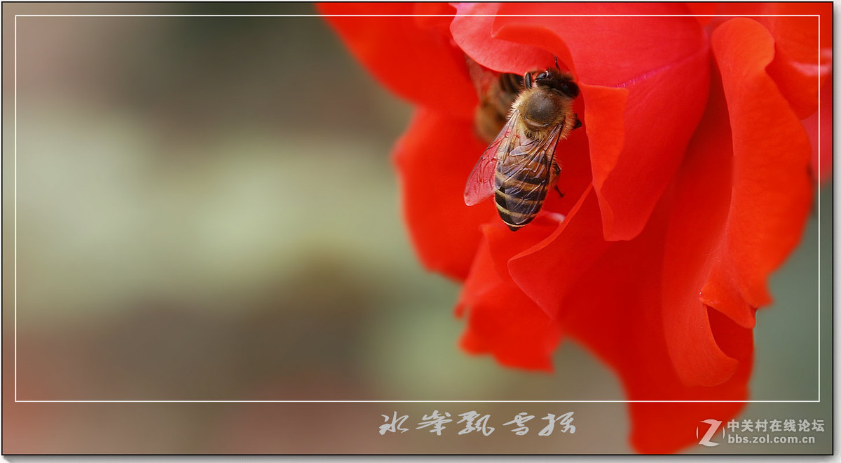 花园作品一组