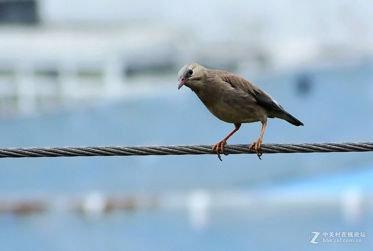 丝光椋鸟  -----   2