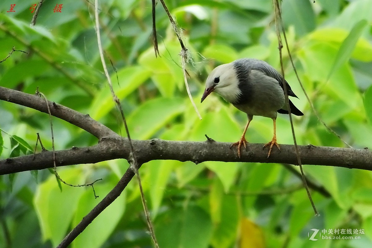 丝光椋鸟  -----   2