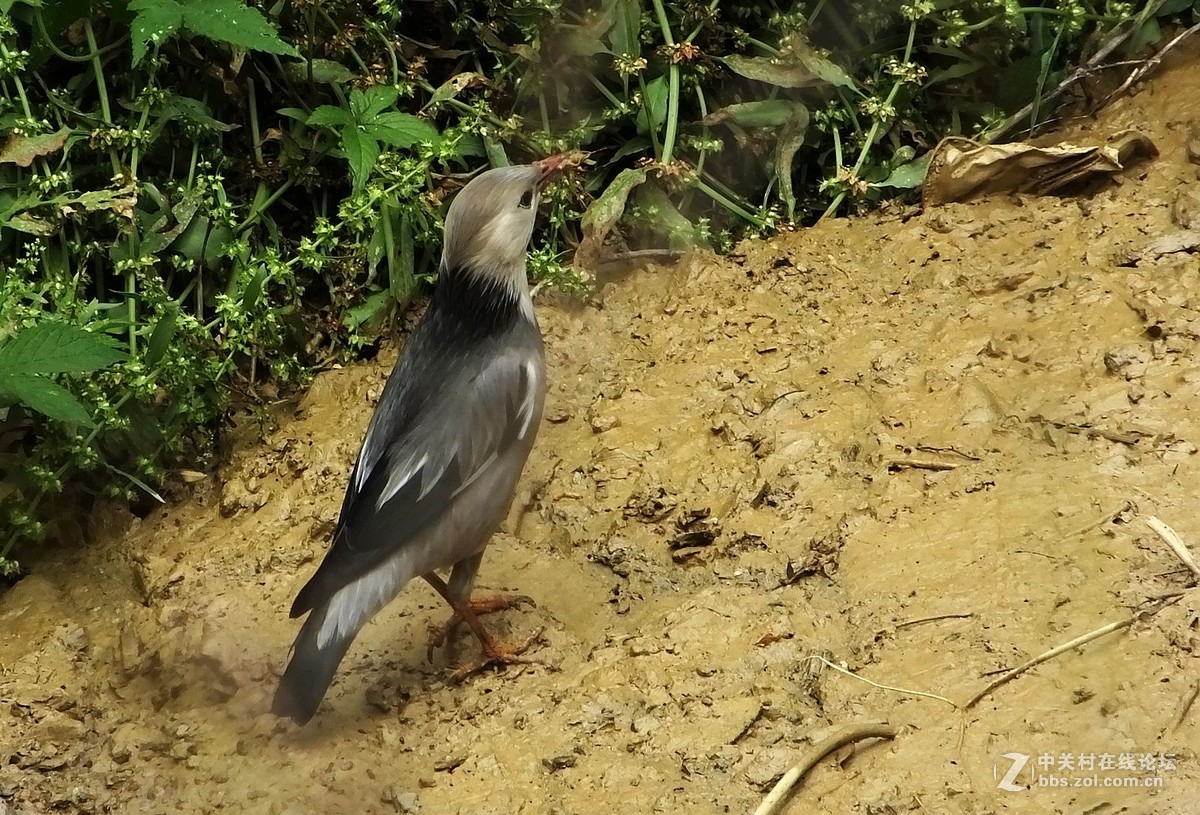 丝光椋鸟  -----   2