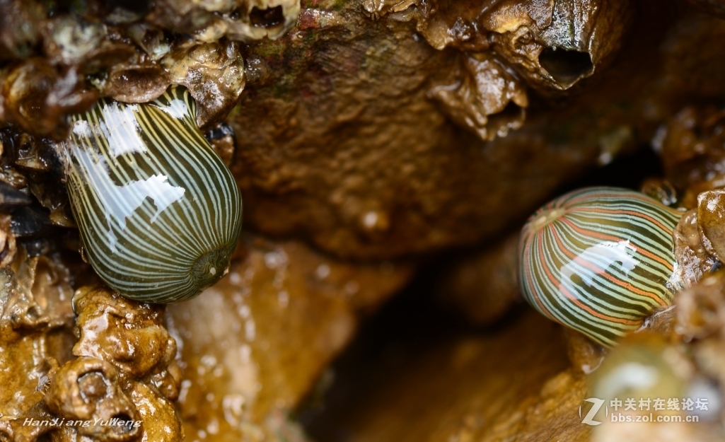 生长在礁石上的岩蒜