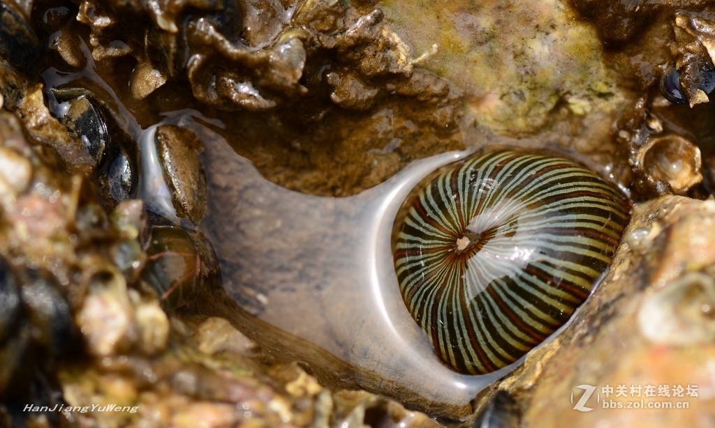 生长在礁石上的岩蒜