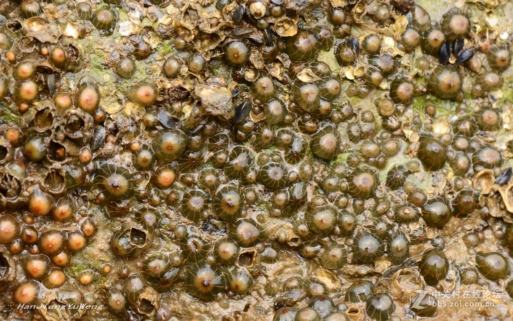 生长在礁石上的岩蒜