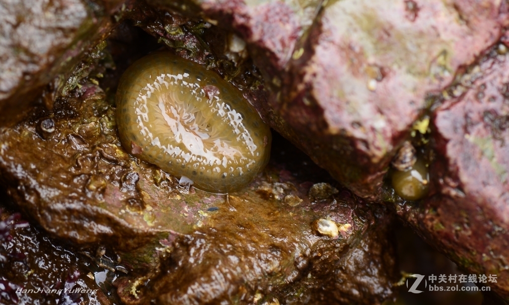 生长在礁石上的岩蒜