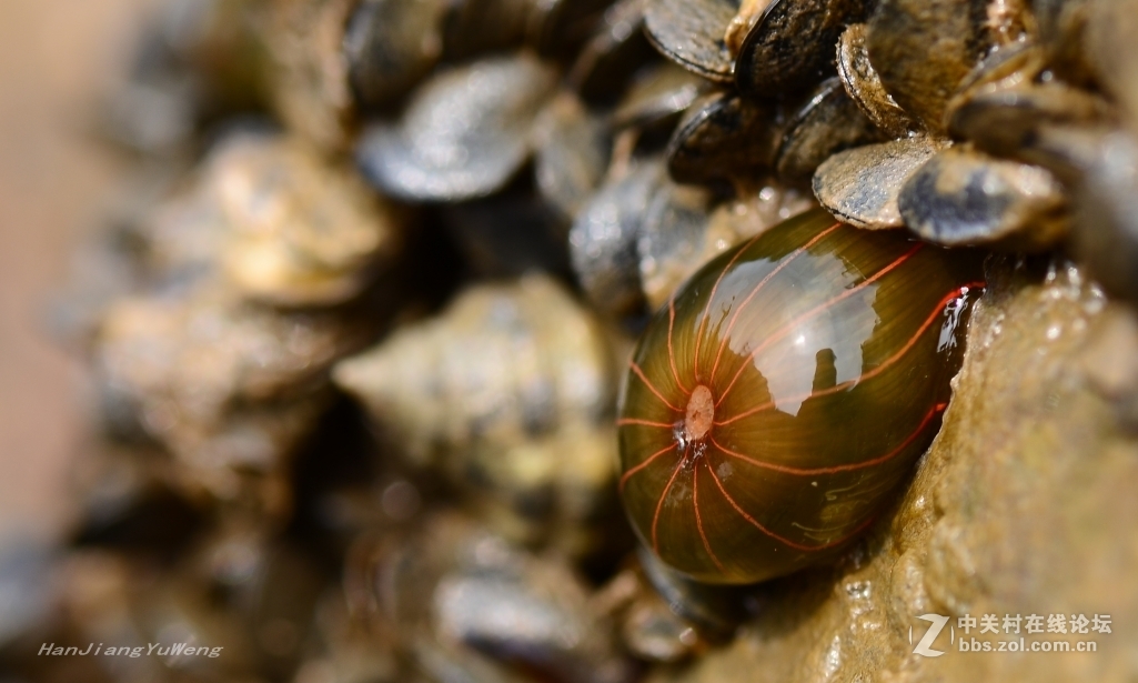 生长在礁石上的岩蒜