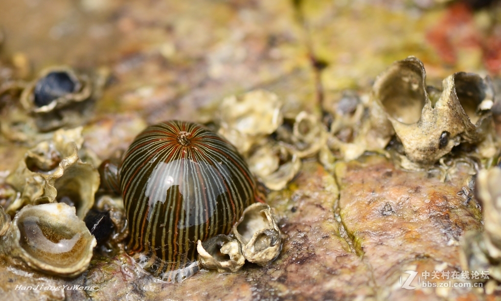 生长在礁石上的岩蒜