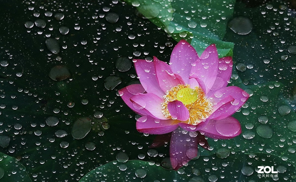 雨荷