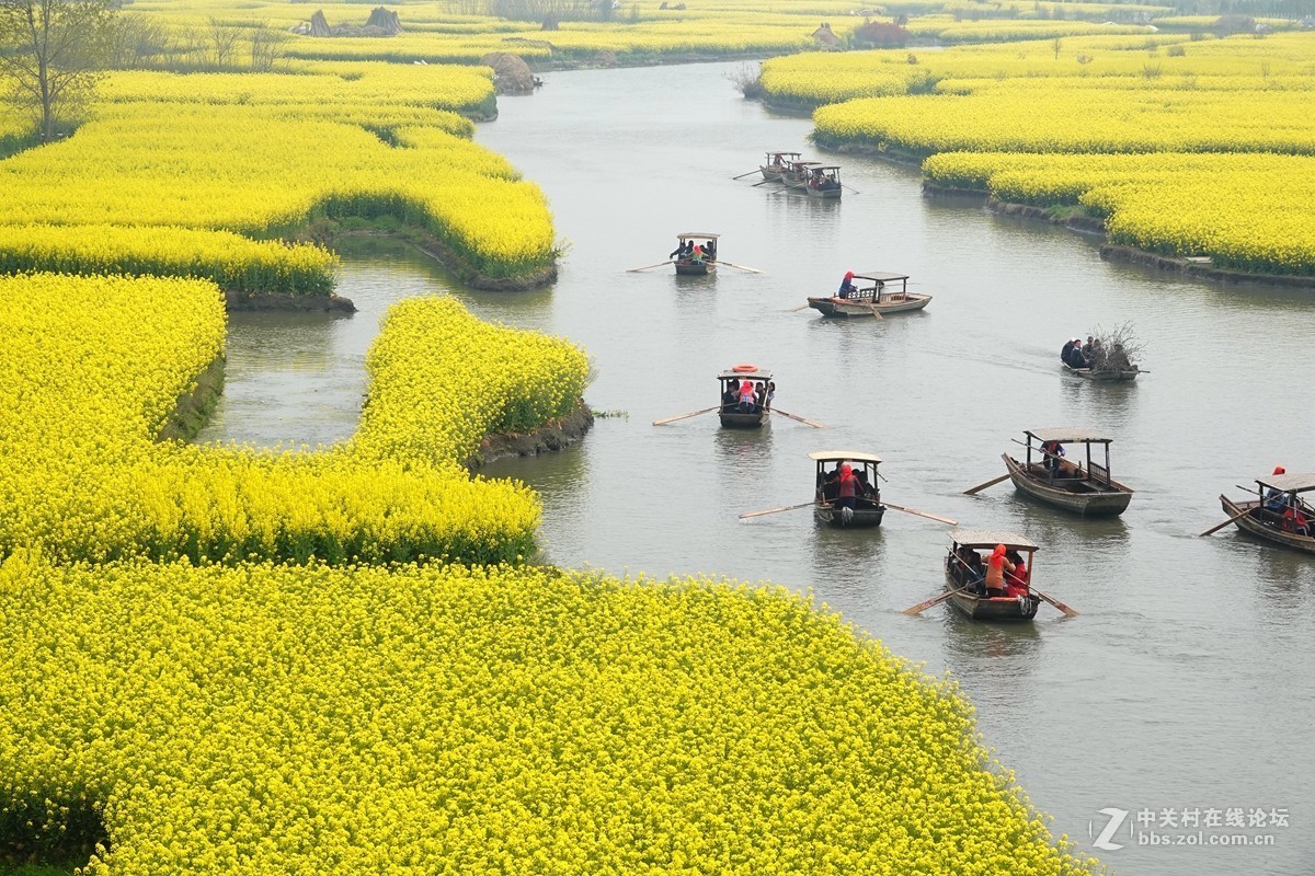 油菜花开