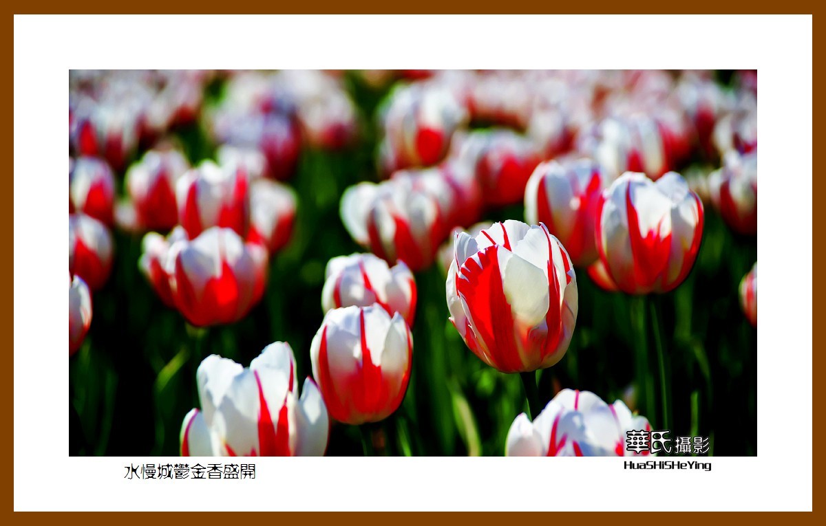 水慢城郁金香盛开——祝老小儿童节日快乐（江苏省南京市高淳区）