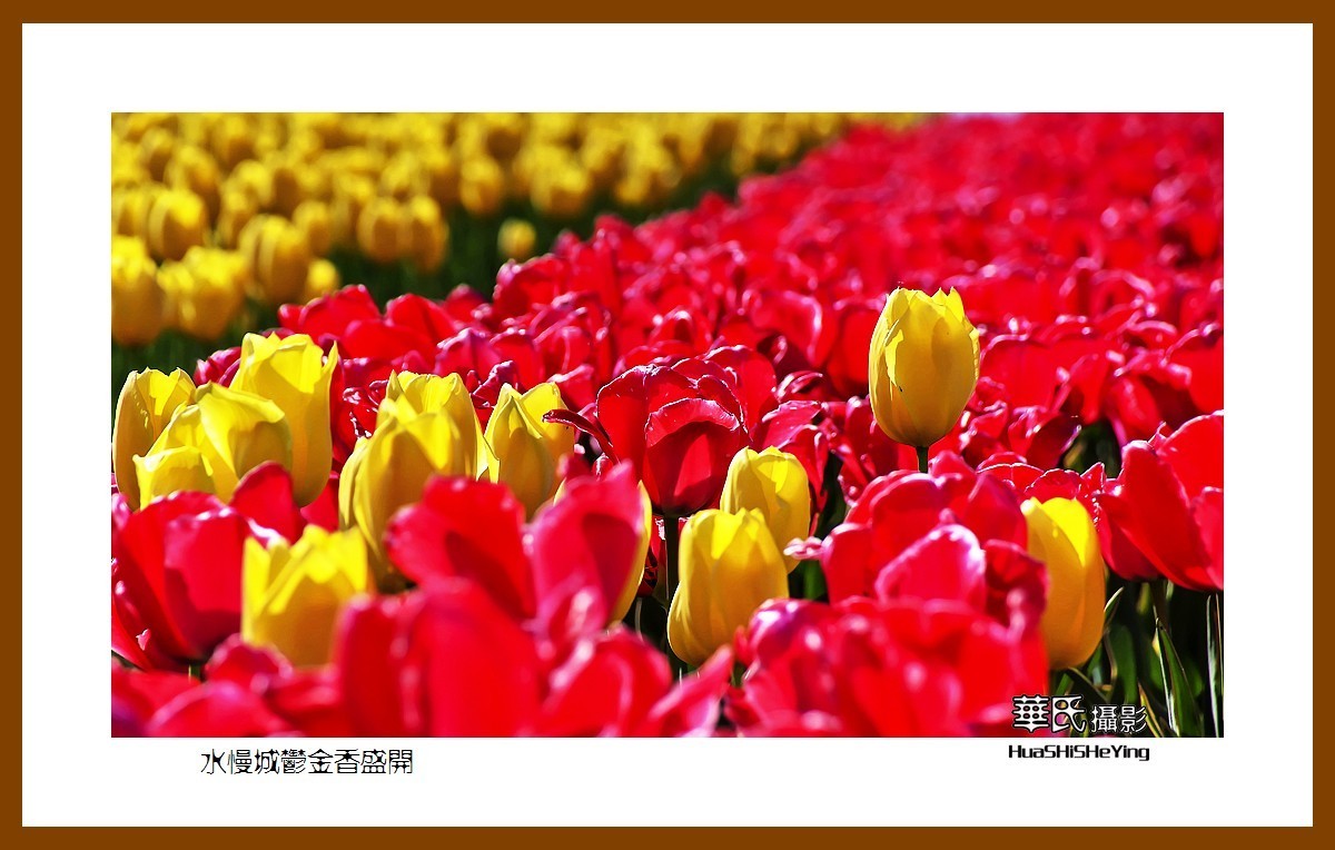 水慢城郁金香盛开——祝老小儿童节日快乐（江苏省南京市高淳区）