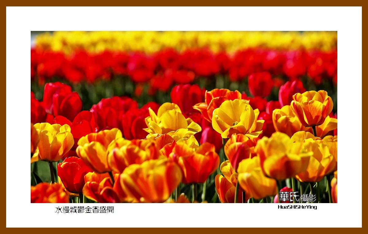 水慢城郁金香盛开——祝老小儿童节日快乐（江苏省南京市高淳区）