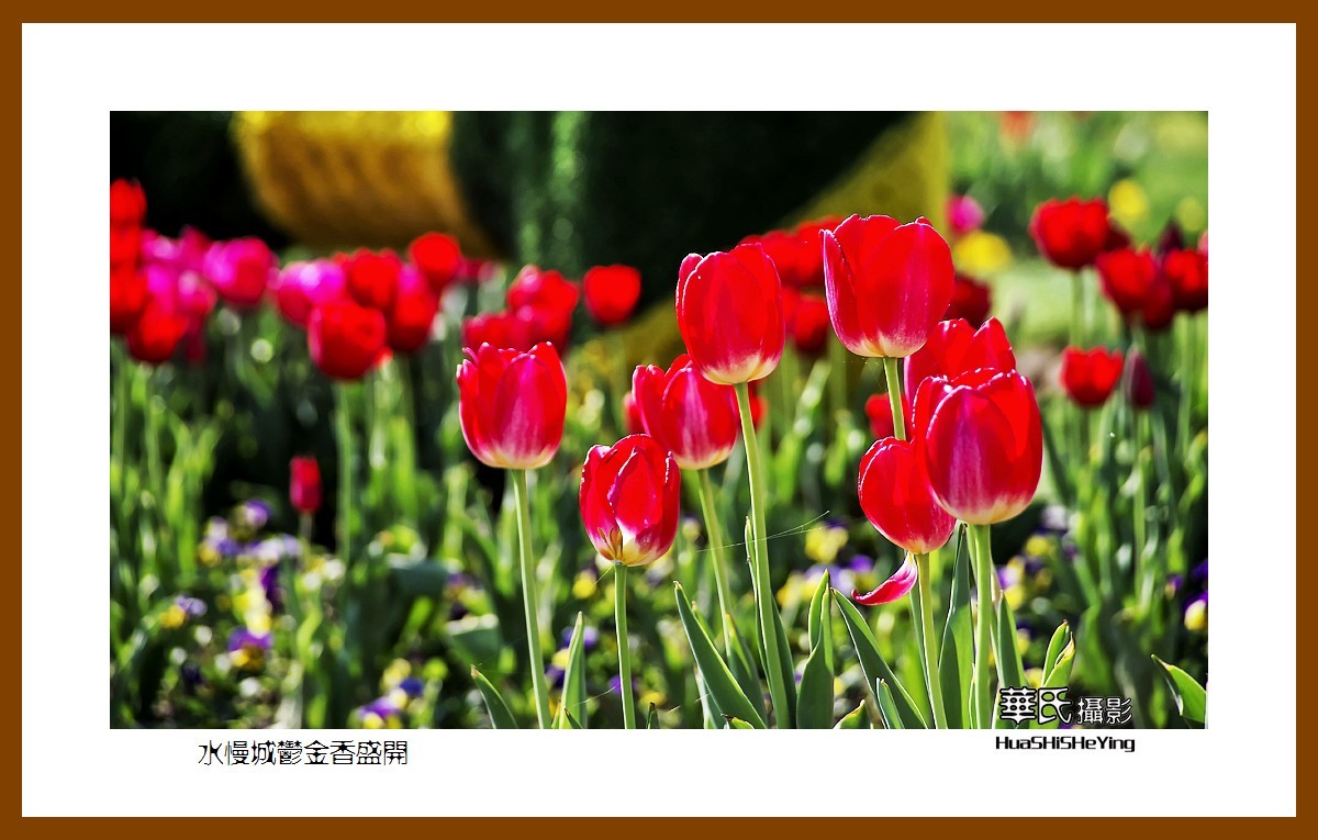 水慢城郁金香盛开——祝老小儿童节日快乐（江苏省南京市高淳区）