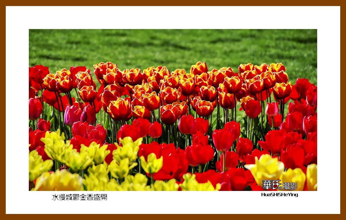 水慢城郁金香盛开——祝老小儿童节日快乐（江苏省南京市高淳区）