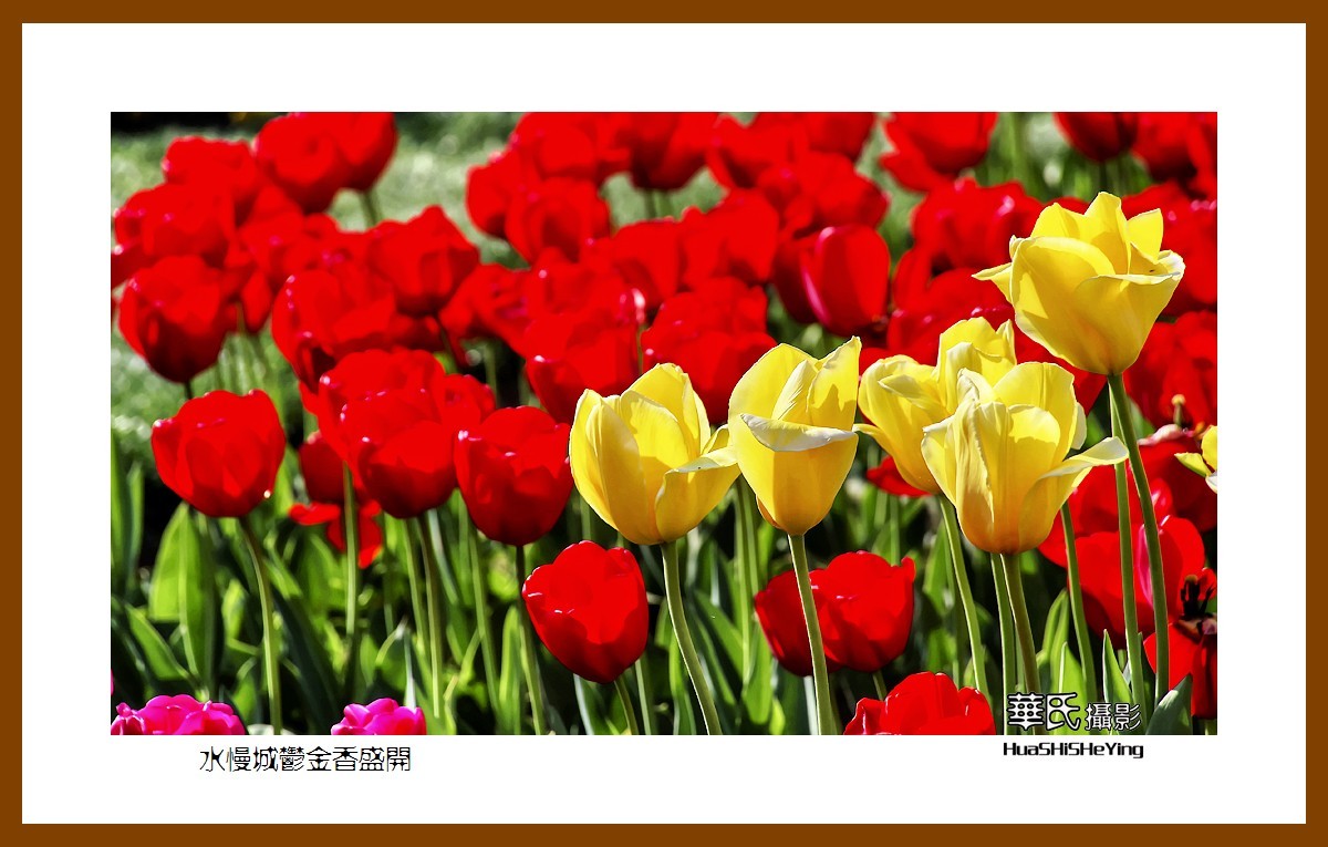 水慢城郁金香盛开——祝老小儿童节日快乐（江苏省南京市高淳区）