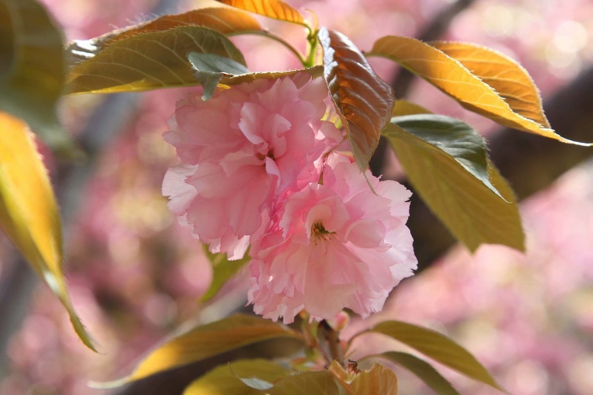 樱花