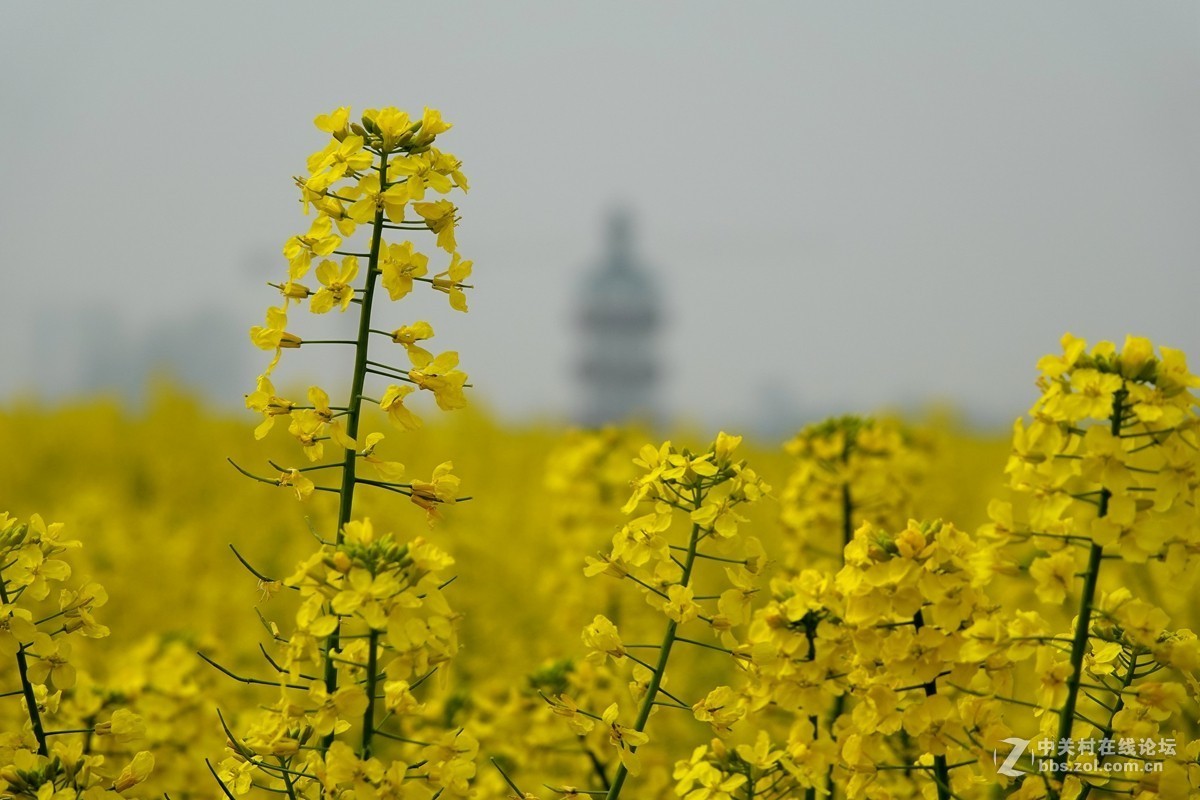 油菜花开
