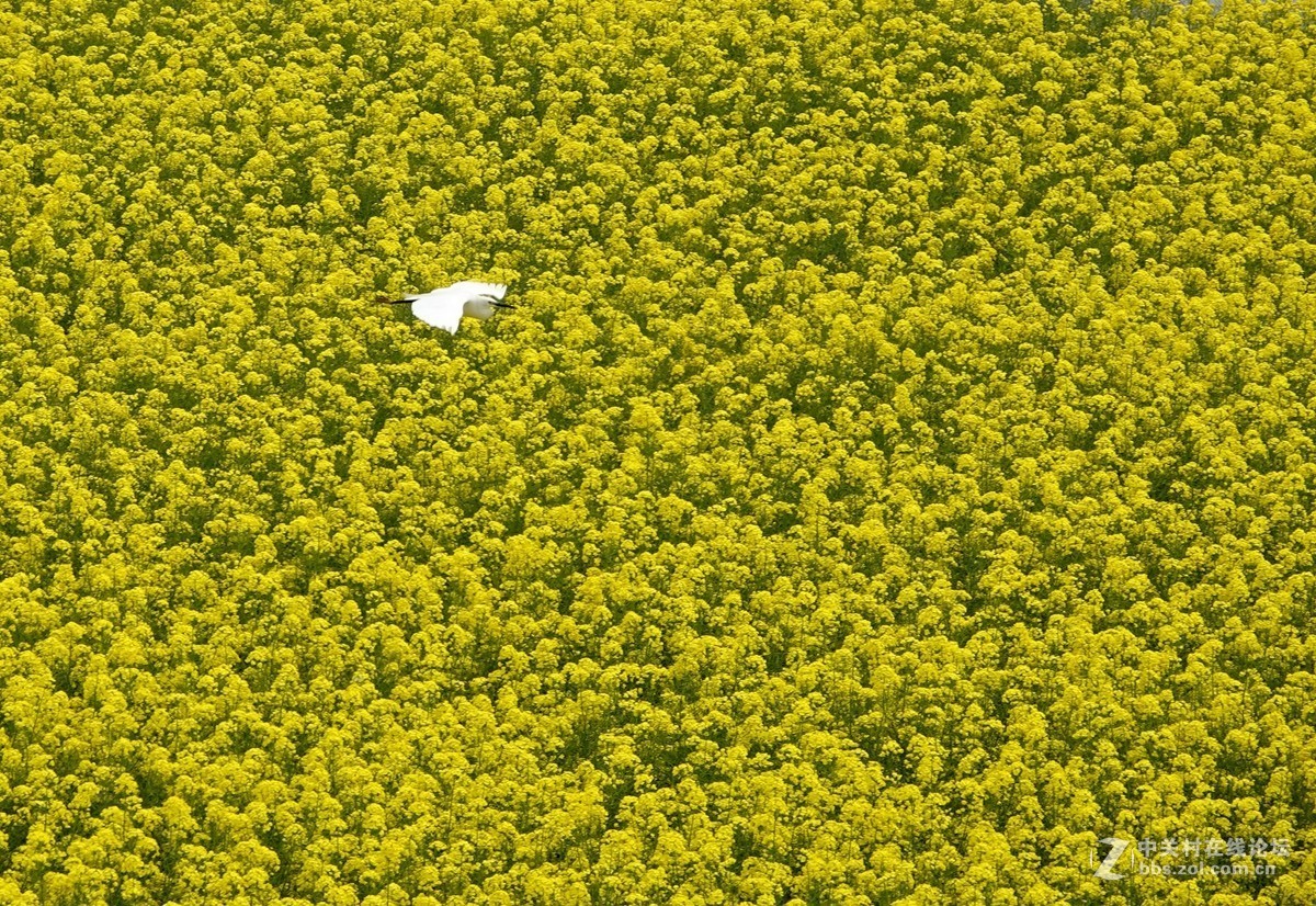 油菜花开