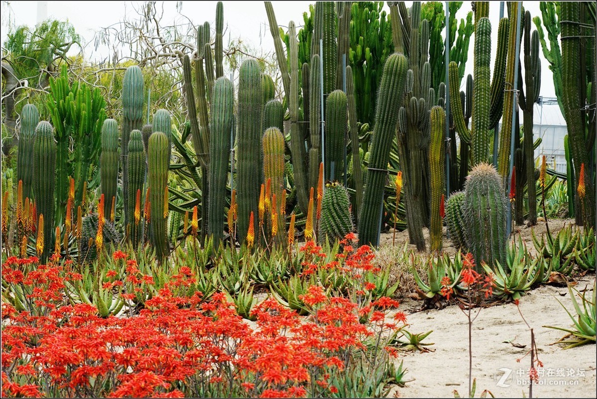 美丽的厦门植物园多肉植物