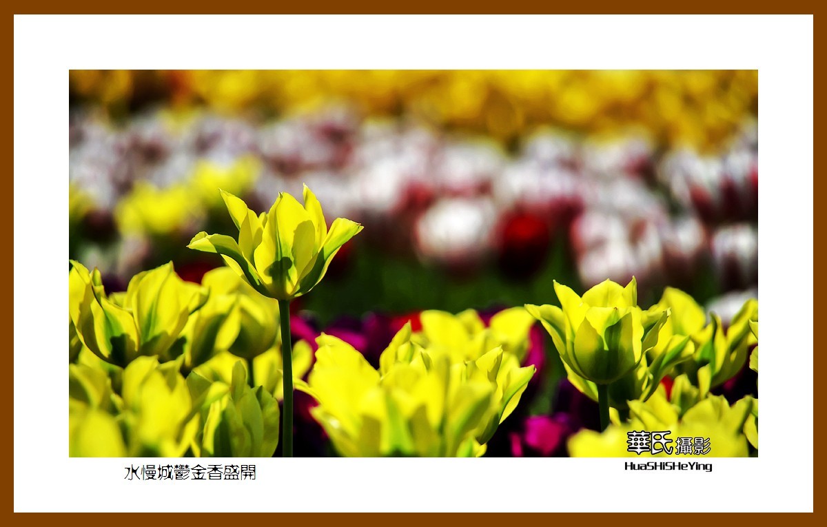 水慢城郁金香盛开——祝老小儿童节日快乐（江苏省南京市高淳区）