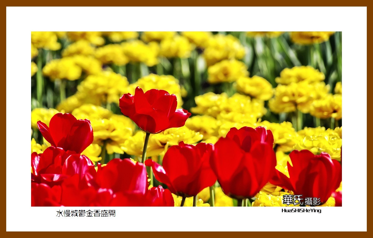 水慢城郁金香盛开——祝老小儿童节日快乐（江苏省南京市高淳区）