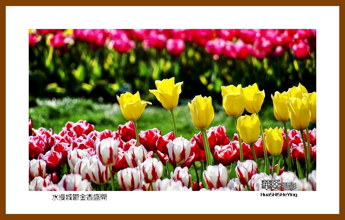 水慢城郁金香盛开——祝老小儿童节日快乐（江苏省南京市高淳区）