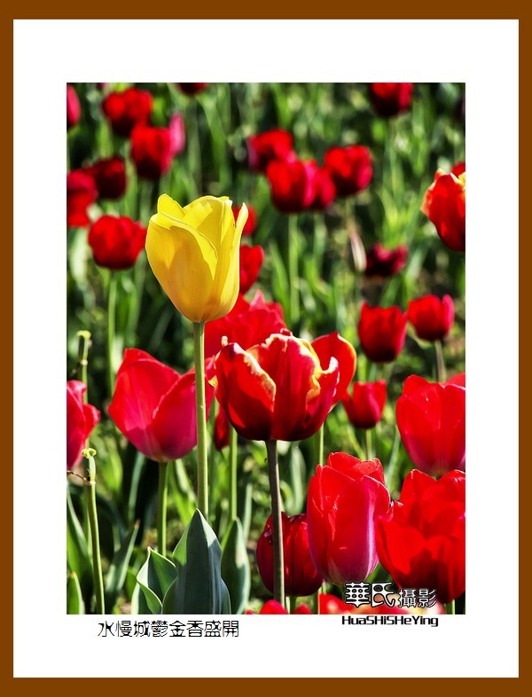 水慢城郁金香盛开——祝老小儿童节日快乐（江苏省南京市高淳区）