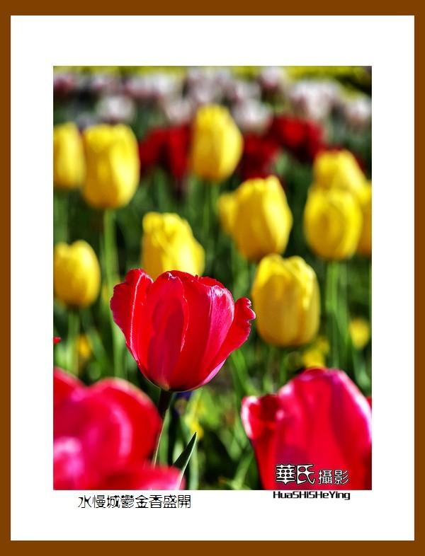 水慢城郁金香盛开——祝老小儿童节日快乐（江苏省南京市高淳区）