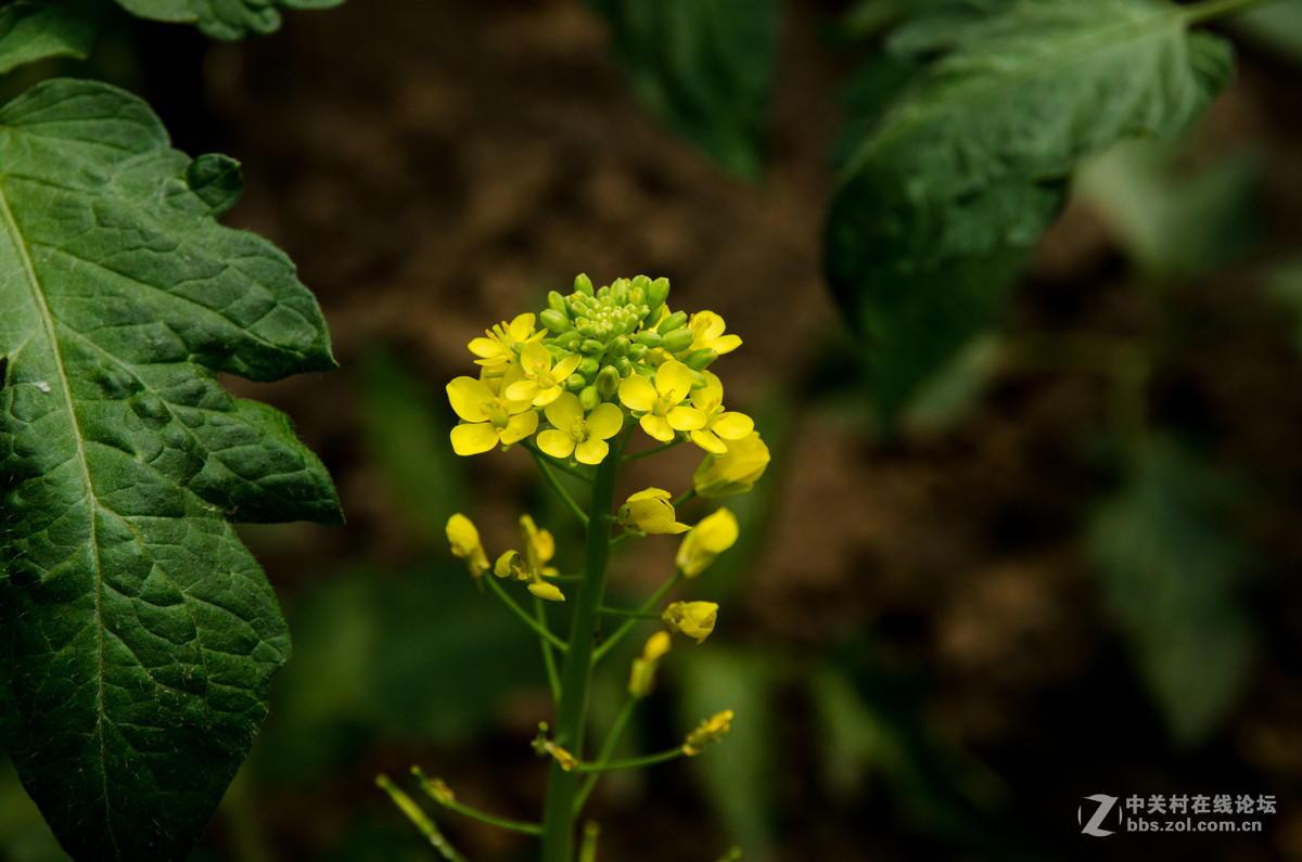 實拍十字花科的植物小白菜開花