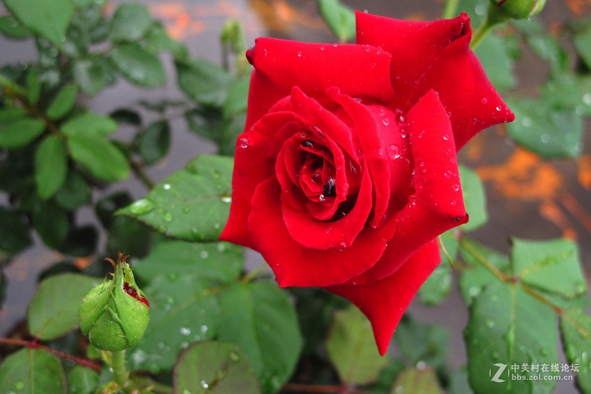 雨后的月季花