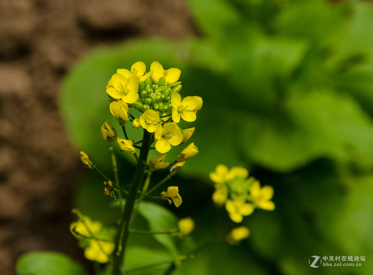 实拍十字花科的植物---小白菜开花-中关村在线摄影论坛