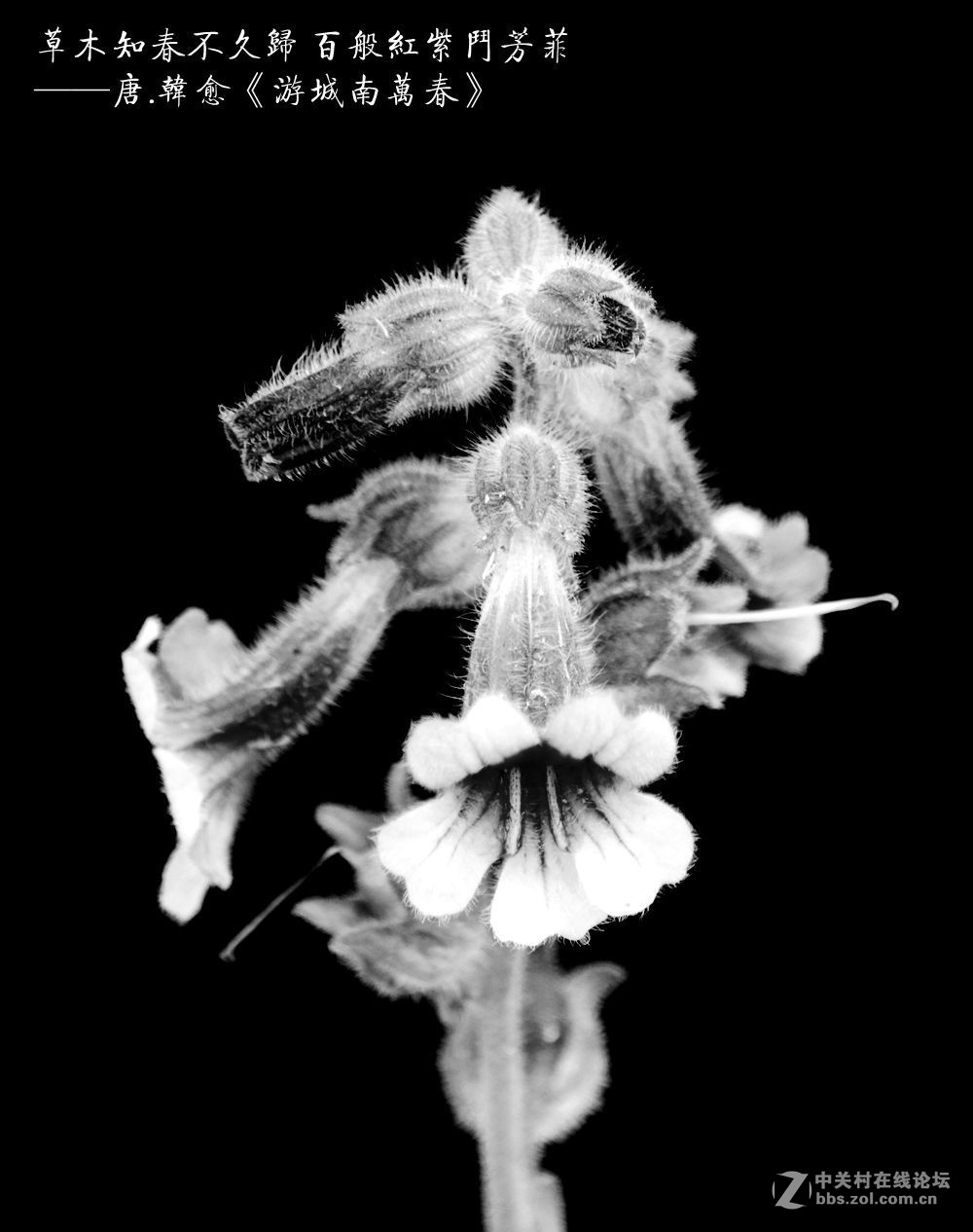 百般红紫斗芳菲2