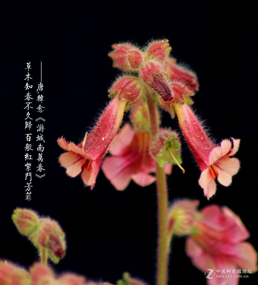 百般红紫斗芳菲2