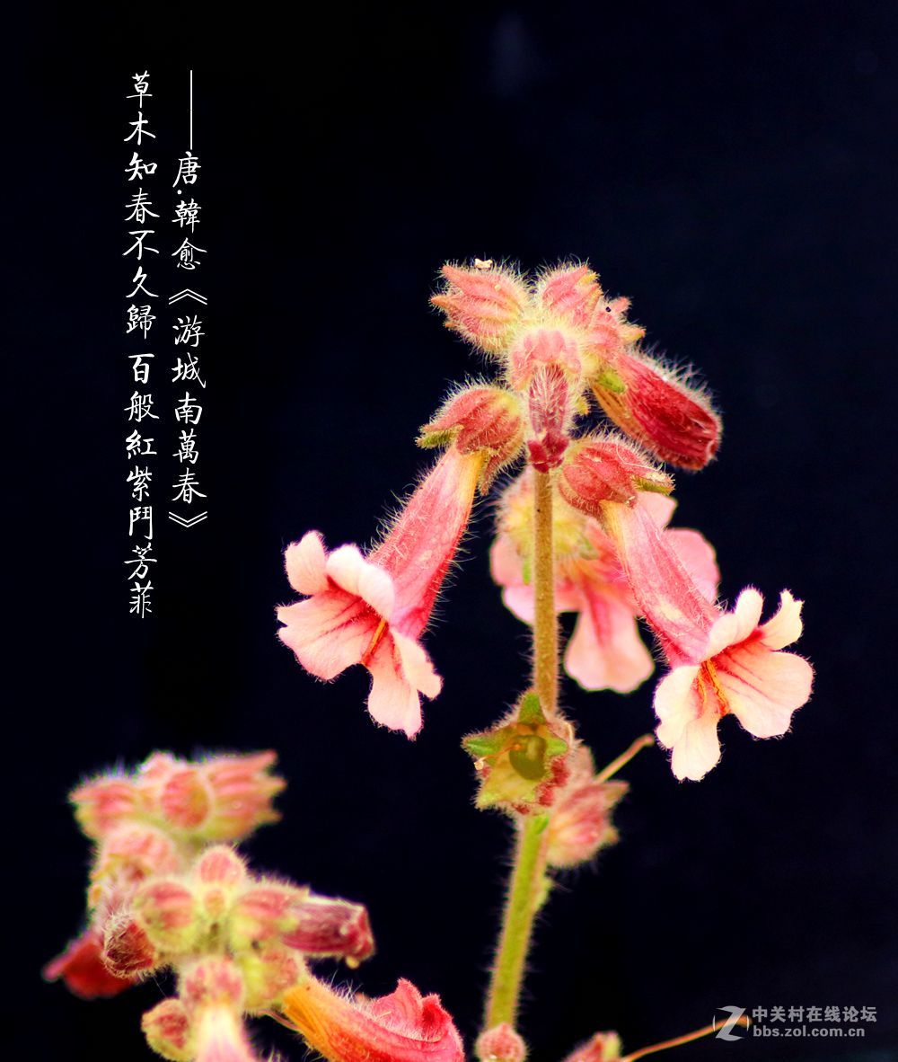 百般红紫斗芳菲2