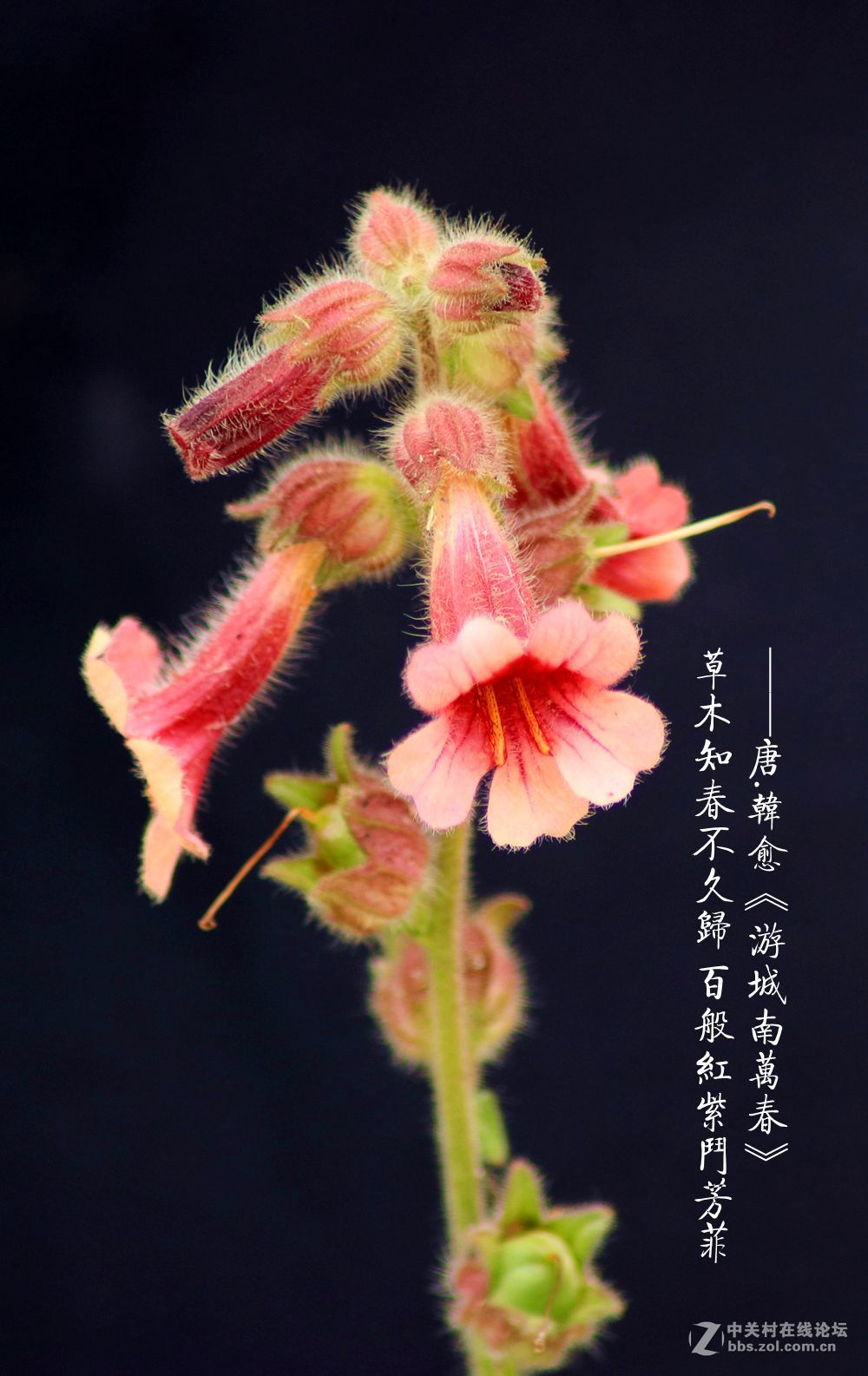 百般红紫斗芳菲2