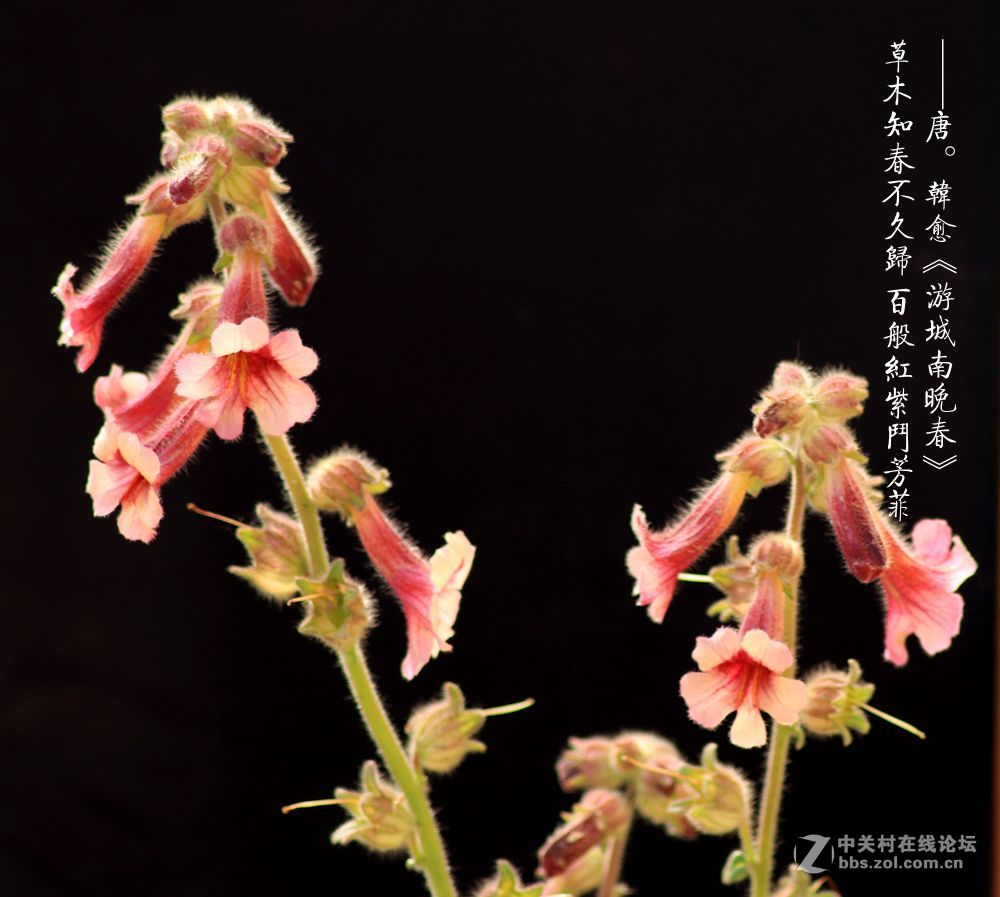 百般红紫斗芳菲2