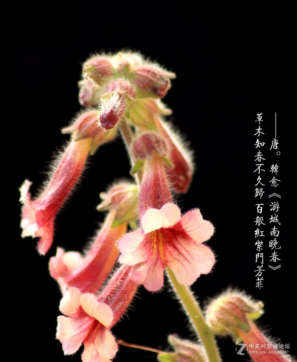 百般红紫斗芳菲2