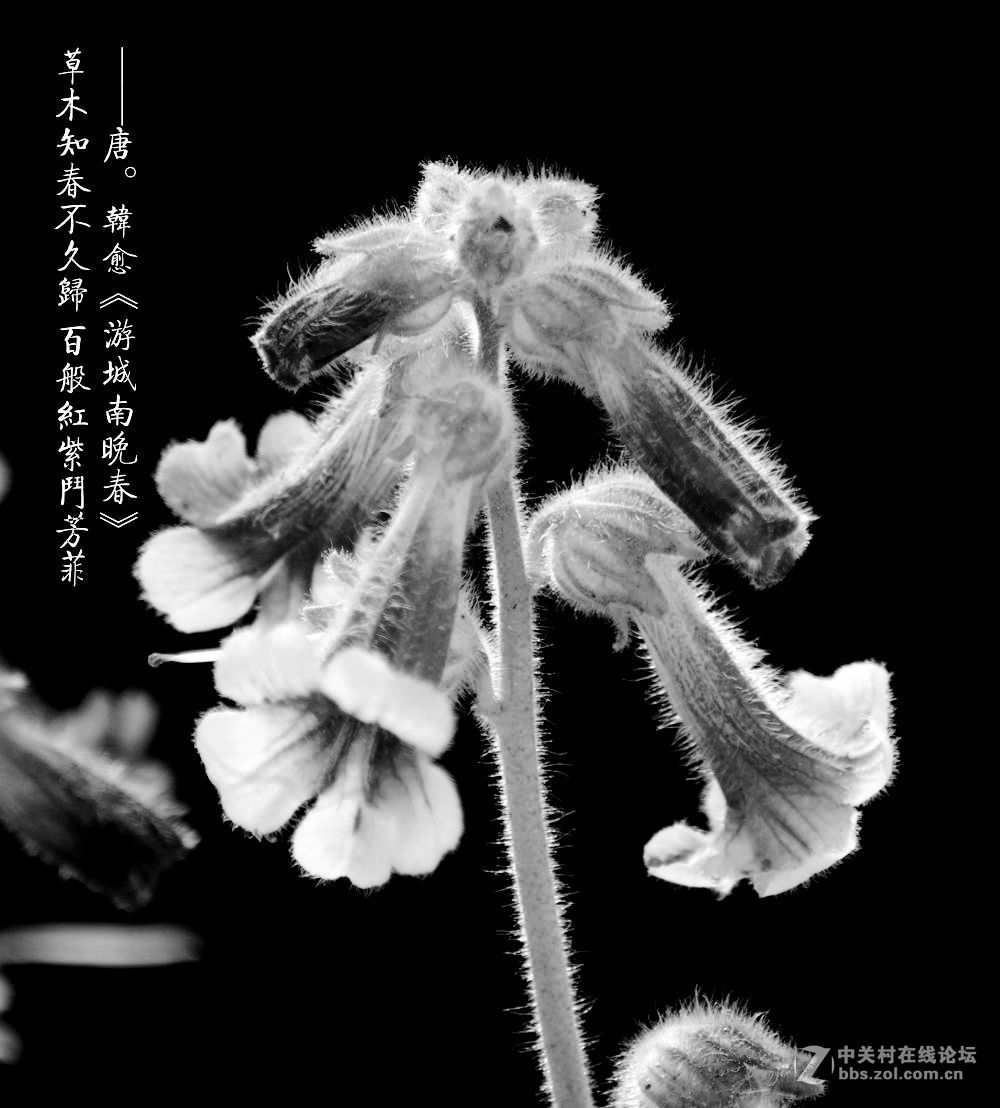 百般红紫斗芳菲2