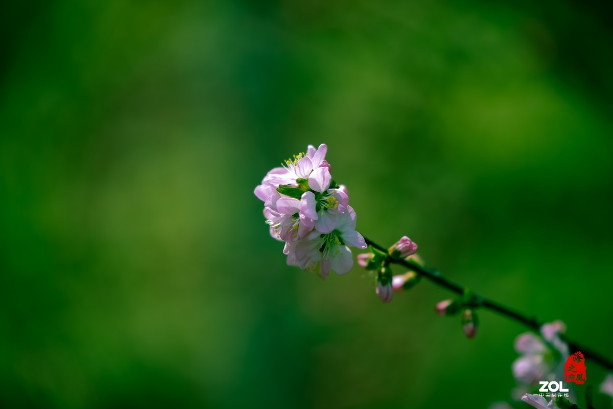 腾龙70200镜头使用