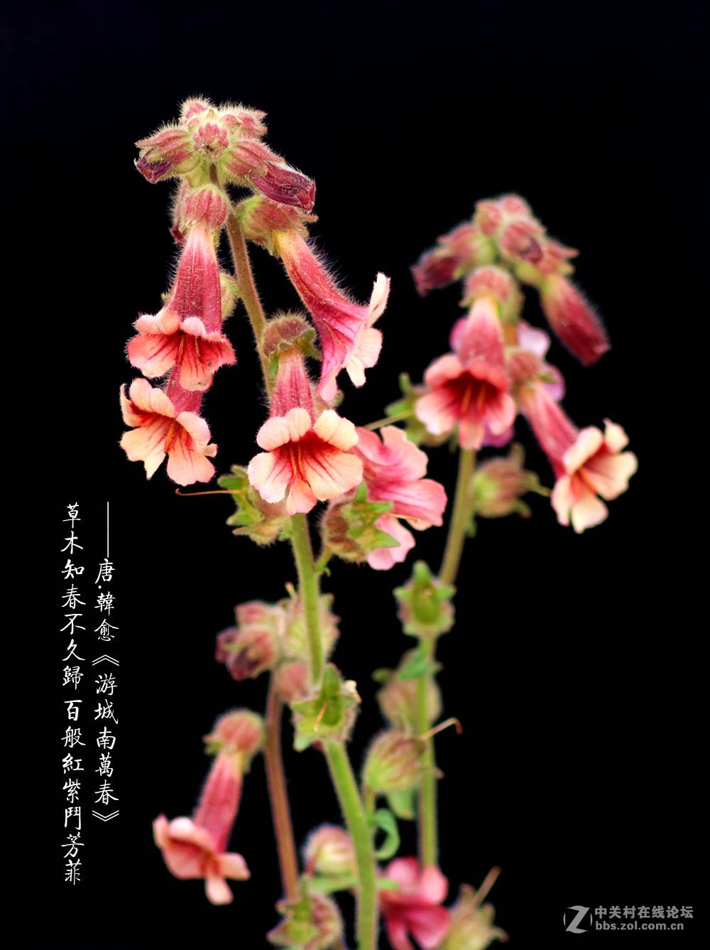 百般红紫斗芳菲2