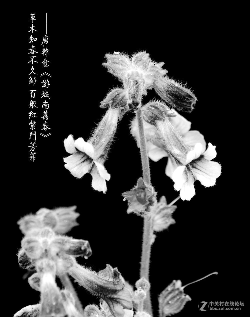 百般红紫斗芳菲2