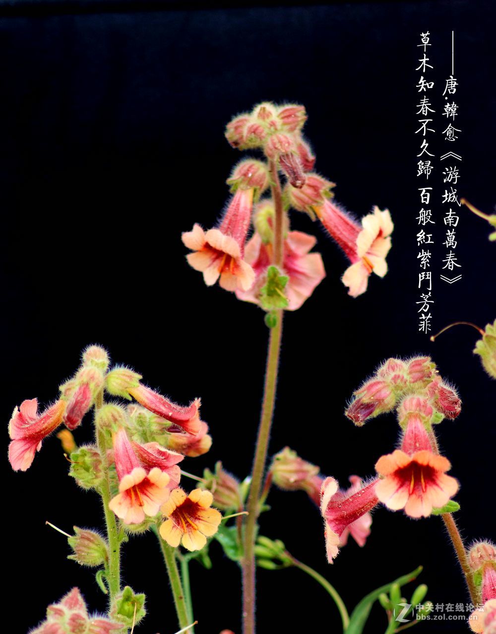 百般红紫斗芳菲2