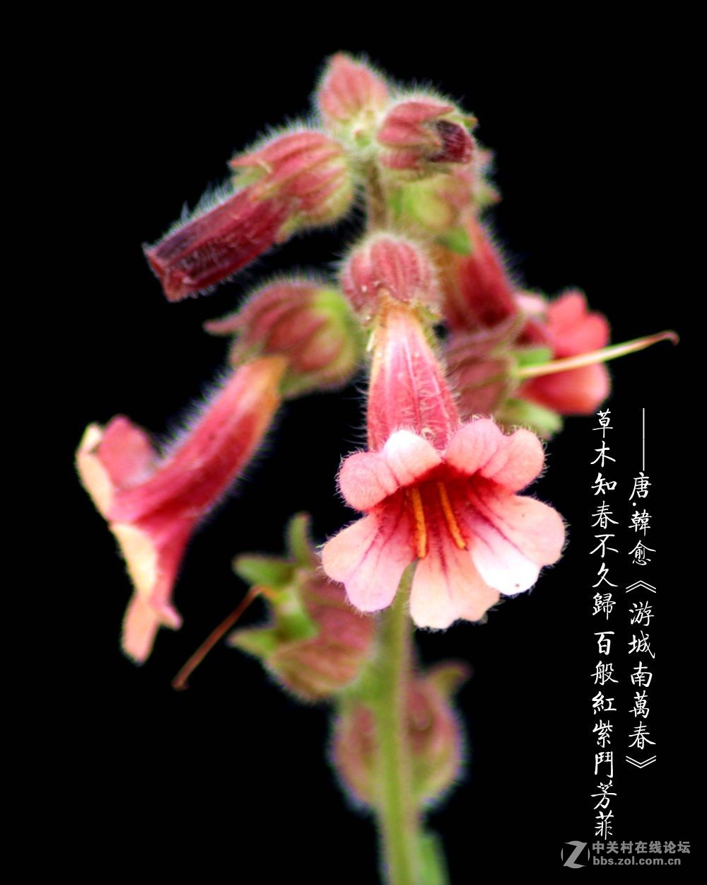 百般红紫斗芳菲2