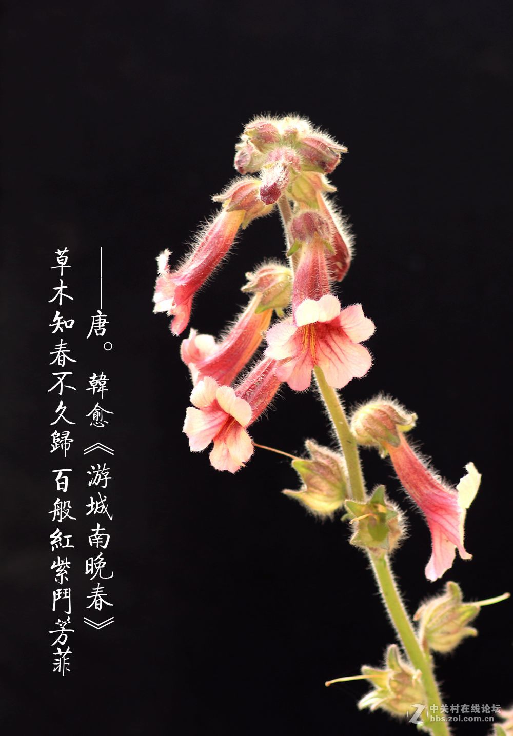 百般红紫斗芳菲2