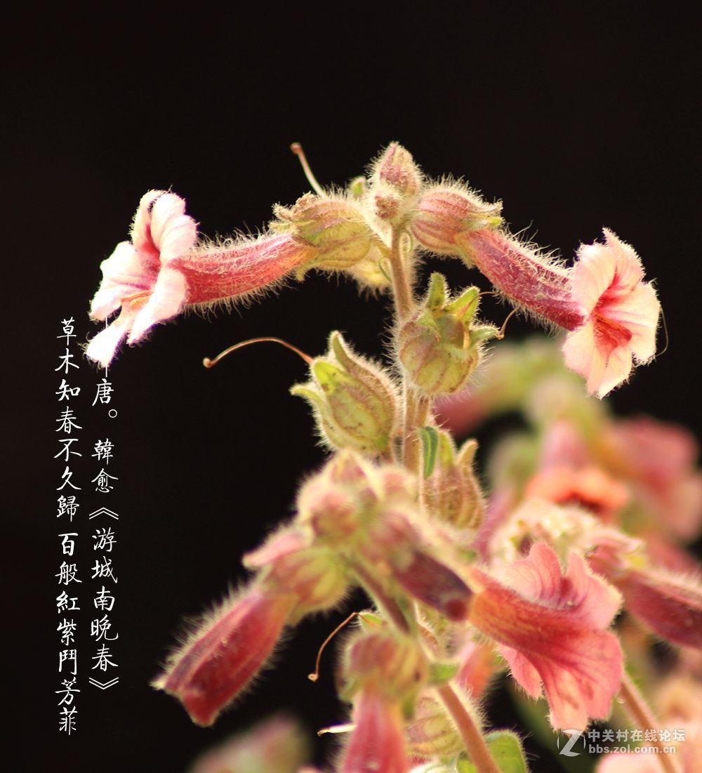 百般红紫斗芳菲2