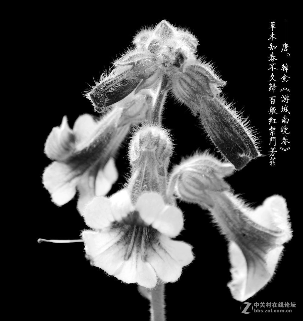 百般红紫斗芳菲2