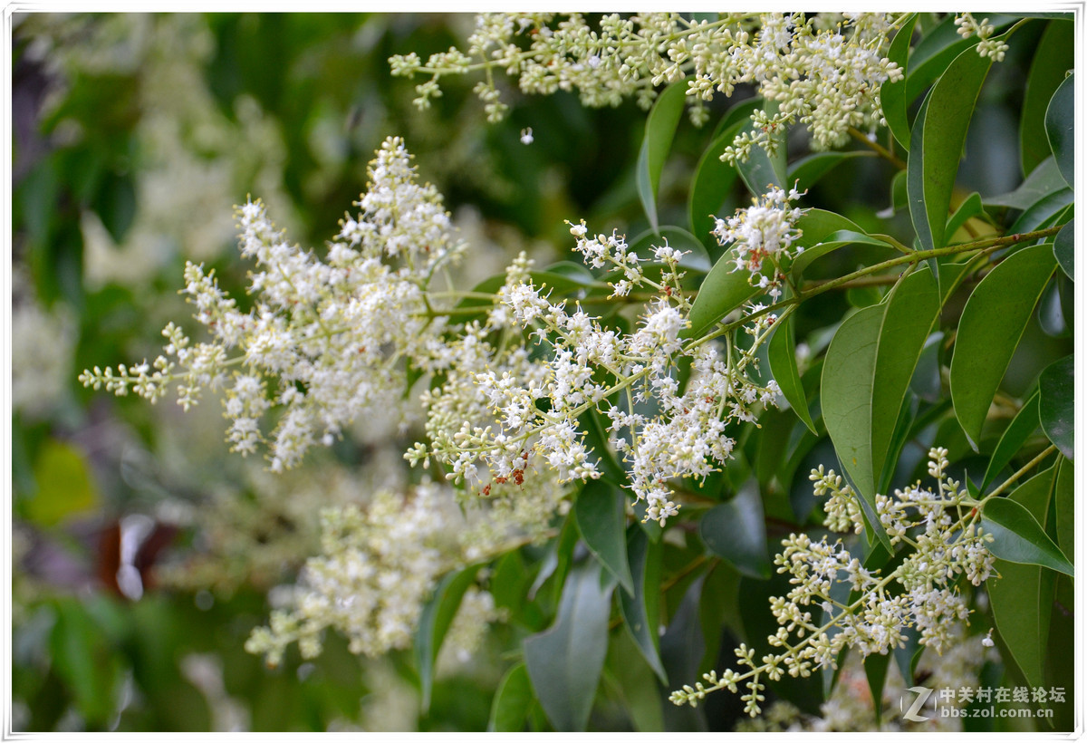 清晨漫步三河古镇！