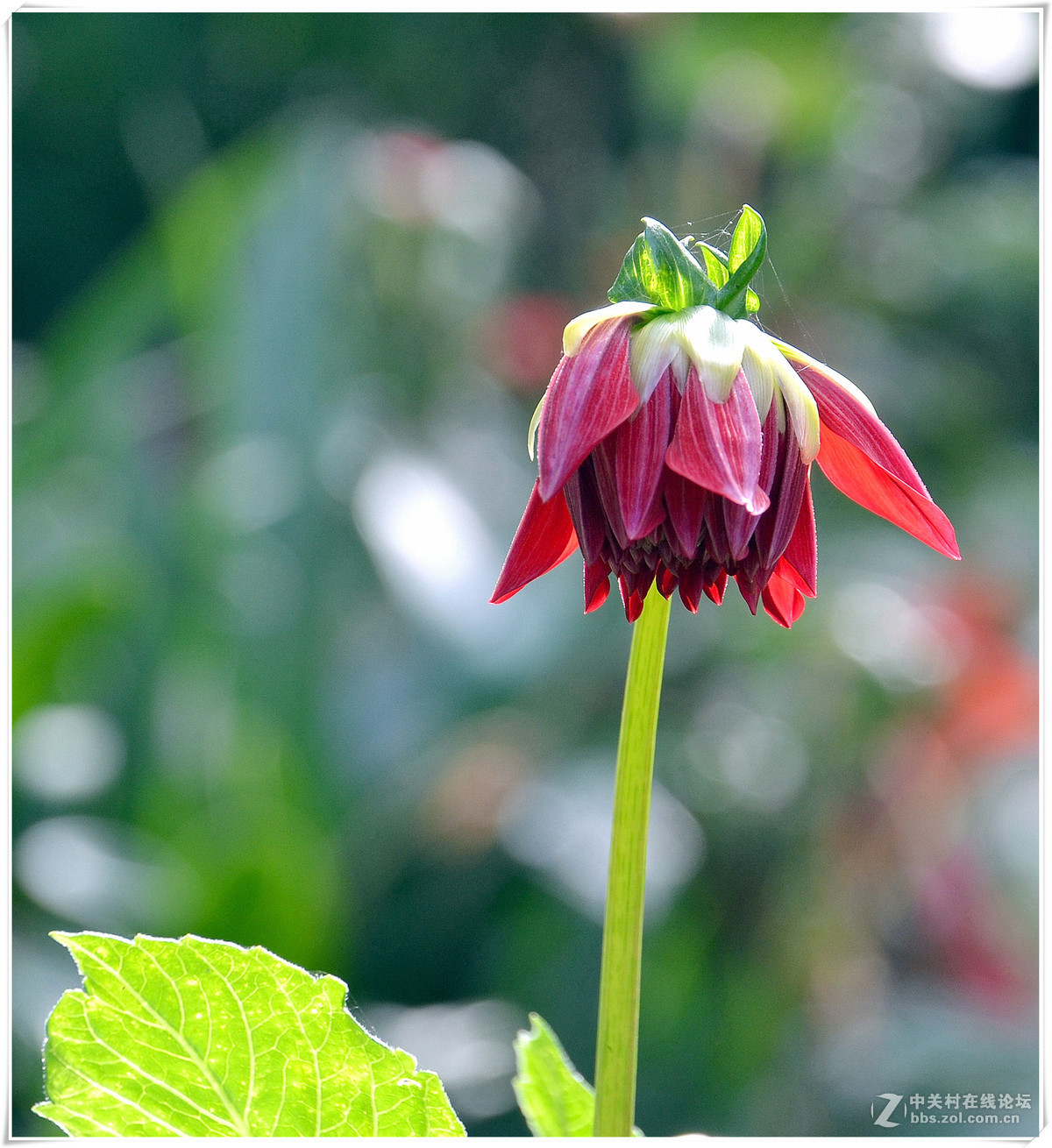 清晨漫步三河古镇！